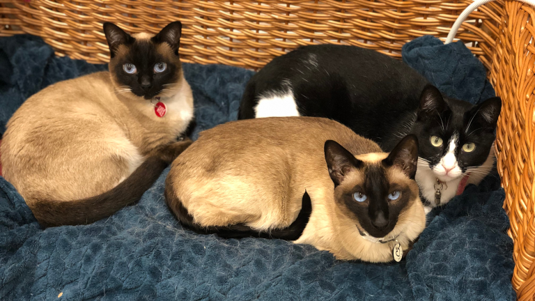 Pet Care Cat Feeding