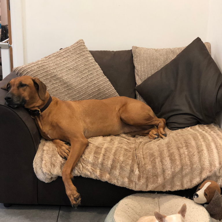 Pet Care Dog Boarding