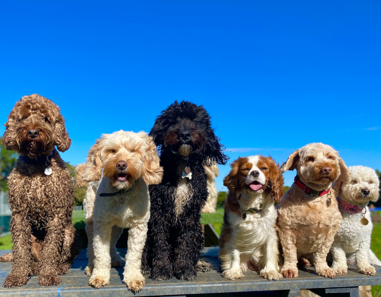Pet Care Dog Daycare