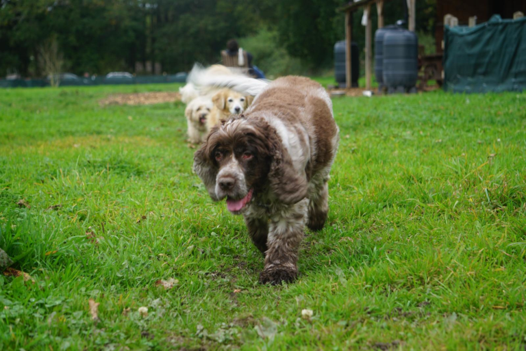 Pet Care Dog Walking