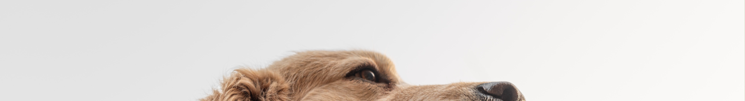 Dog Pet Care Rates